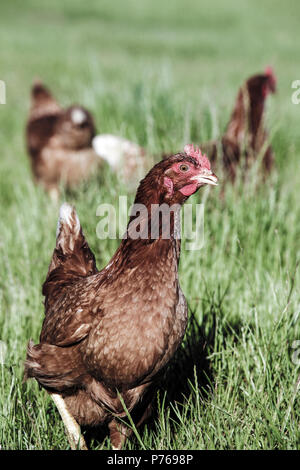 Polli rovistando in erba lunga Foto Stock