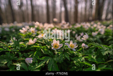 Bianco fiori selvatici (Anemone nemorosa ,) su una foresta floor/anemone Foto Stock