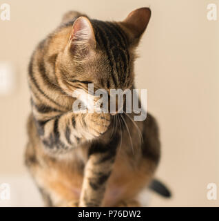 Bella gatti cat leccare se stesso a casa. Animale domestico Foto Stock