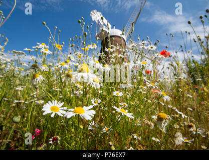 Prato estivo giardino presso il mulino a vento di Verdi e Science Center di NOTTINGHAM, NOTTINGHAMSHIRE REGNO UNITO Inghilterra Foto Stock