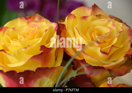 Rosa gialla disposizione di fiori con sfondo colorato, rose gialla con un contorno rosso su petali Foto Stock