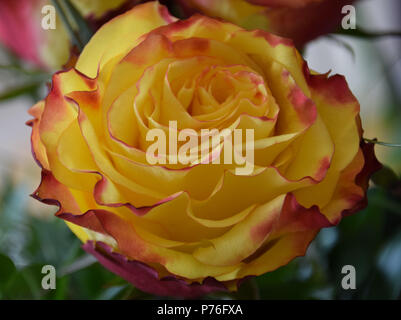 Bud perfetto di una fioritura di rose, rosa gialla con un contorno rosso su petali Foto Stock