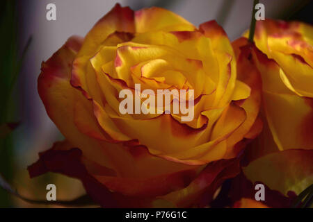 Fioritura di rose di colore giallo con il grigio e lo sfondo di colore verde e giallo rose con un bordo rosso su petali Foto Stock