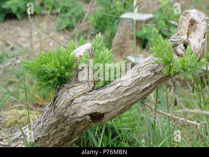 Gorse comune (Ulex Europaeus) liberamente germogli e rigenera quando il vecchio rami sono drasticamente ridotti. Dungeness Riserva Naturale, Dungeness, Kent, Regno Unito. Foto Stock