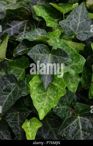 Comune di foglie d'edera coperto con acqua, verde edera sfondo con goccioline di acqua Foto Stock