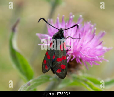 Zygaena filipendulae, 6 avvistato burnett moth alimentazione su un fiore di trifoglio. Foto Stock