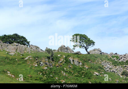 Una struttura ad albero spazzate dal vento al di sopra di Murlough Bay tra Fair Head e Torr testa. Contea di Antrim, Irlanda del Nord Foto Stock