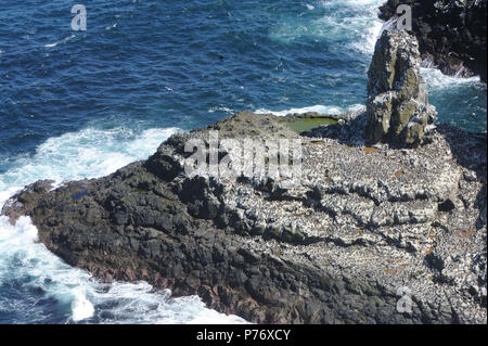 Spettacolari colonne di basalto e scogliere sul mare nei pressi della RSPB West luce centro di uccello sono la soluzione ideale per siti di nidificazione per i puffini (Fratercula arctica), guill Foto Stock