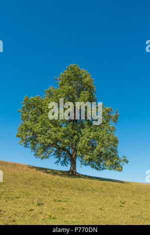 Un solitario maturare il frassino Fraxinus excelsior in foglia completa su un crinale in estate il sole e un cielo azzurro sfondo con spazio di copia Foto Stock