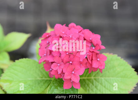 Vivace e hot pink Hydrangea fiore Foto Stock