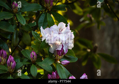 Il bianco e il ping di blumi in golden ora del mattino Foto Stock