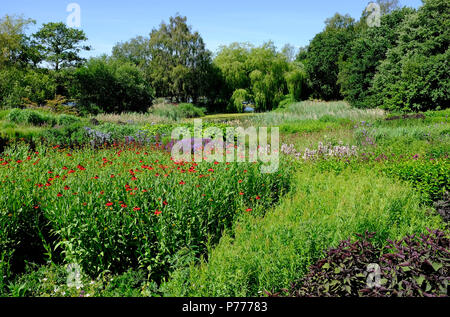 Il millennium giardino, pensthorpe riserva naturale, Norfolk, Inghilterra Foto Stock