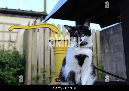 Piccolo gatto il POSER Foto Stock