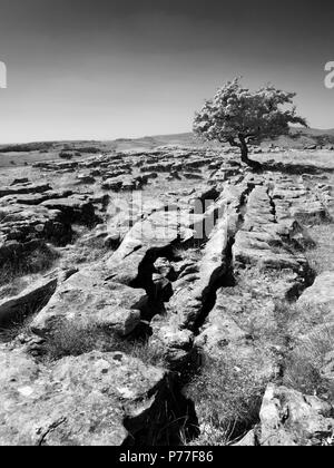 Lone Tree sulla pavimentazione di pietra calcarea a pietre Winskill vicino Stainforth in Ribblesdale Yorkshire Dales Inghilterra Foto Stock