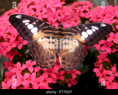 Clipper marrone butterfly atterra su un fiore rosso nei giardini. Foto Stock