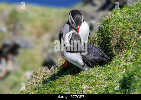 Atlantic pulcinelle di mare (Fratercula arctica fatturazione) nella parte anteriore del burrow sulla scogliera sul mare top in colonie di uccelli marini, Hermaness, Unst, isole Shetland, Scotland, Regno Unito Foto Stock