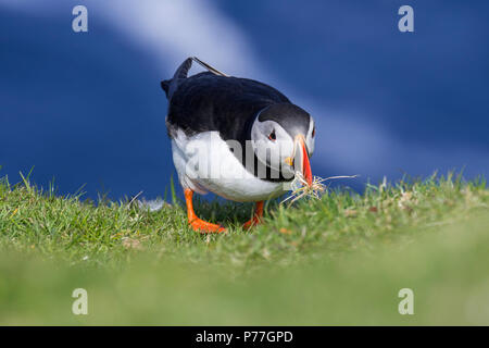 Atlantic puffin (Fratercula arctica) con erba nel becco per la nidificazione a scavare nella colonia di uccelli marini, Hermaness, Unst, isole Shetland, Scotland, Regno Unito Foto Stock