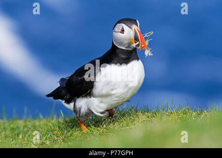 Atlantic puffin (Fratercula arctica) con erba nel becco per la nidificazione a scavare nella colonia di uccelli marini, Hermaness, Unst, isole Shetland, Scotland, Regno Unito Foto Stock