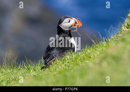 Atlantic puffin (Fratercula arctica) con erba nel becco per la nidificazione a scavare nella colonia di uccelli marini, Hermaness, Unst, isole Shetland, Scotland, Regno Unito Foto Stock