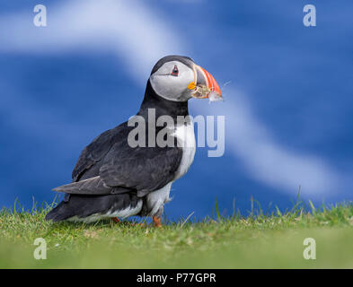 Atlantic puffin (Fratercula arctica) con erba e piuma nel becco per la nidificazione al burrow sulla scogliera sul mare top in colonie di uccelli marini, Scotland, Regno Unito Foto Stock