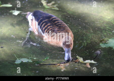 Sibilo Fulvous duck - Dendrocygna bicolor Foto Stock