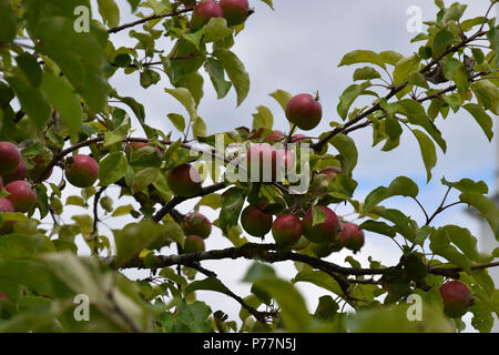 Albero di mele con piena rami in un frutteto in Baviera, Jakob fischer vecchie varietà di mele dalla germania Foto Stock