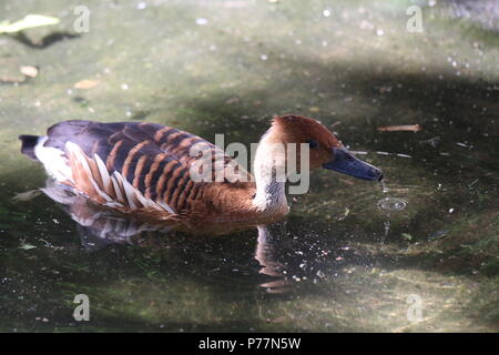 Sibilo Fulvous duck - Dendrocygna bicolor Foto Stock