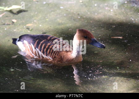 Sibilo Fulvous duck - Dendrocygna bicolor Foto Stock