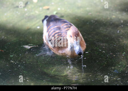 Sibilo Fulvous duck - Dendrocygna bicolor Foto Stock