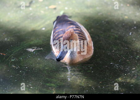 Sibilo Fulvous duck - Dendrocygna bicolor Foto Stock