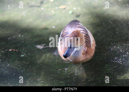 Sibilo Fulvous duck - Dendrocygna bicolor Foto Stock