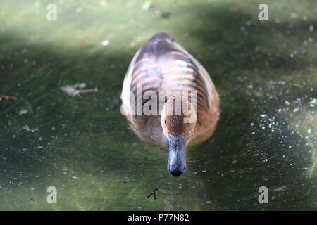 Sibilo Fulvous duck - Dendrocygna bicolor Foto Stock