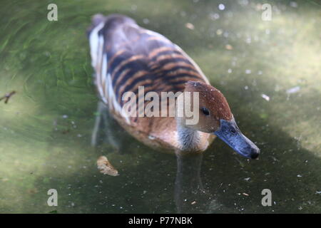 Sibilo Fulvous duck - Dendrocygna bicolor Foto Stock