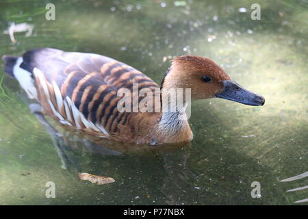 Sibilo Fulvous duck - Dendrocygna bicolor Foto Stock