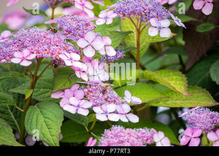 Wild fiore rosa Foto Stock