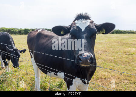 Holstein il frisone mucche al pascolo in un campo vicino a Salcombe nel sud prosciutti, Devon, Regno Unito Foto Stock