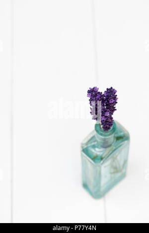 Lavandula. Fiori ‘Hidcote’ di lavanda raccolti in bottiglia di vetro vecchia su fondo bianco. DOF. Bassa Foto Stock