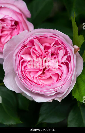 Rosa. Rose " James Galway'. Inglese rosa rampicante Foto Stock