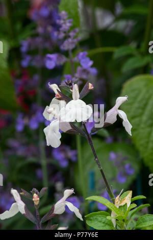 La Salvia x jamensis 'ondata di caldo barlume'. La Salvia fiori perenni / salvia Foto Stock