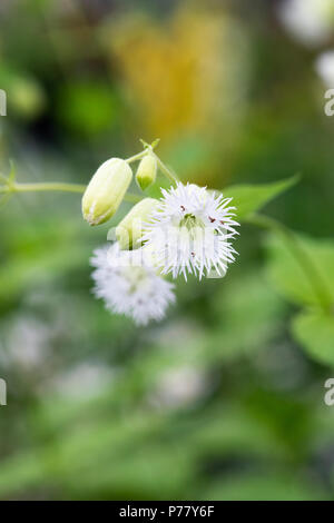 Silene fimbriata. Bladderwort / orlata Campion Foto Stock
