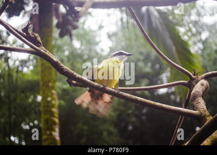 A becco giallo flycatcher Tyrannulet uccello con becco nero e giallo piume circa di volare via da un ramo di albero nella foresta del Costa Rica Foto Stock