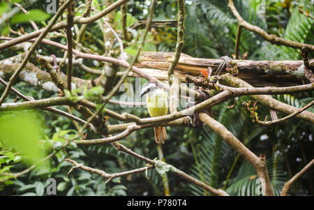 A becco giallo flycatcher Tyrannulet uccello con becco nero e giallo piume si siede su un ramo di albero nella foresta del Costa Rica Foto Stock