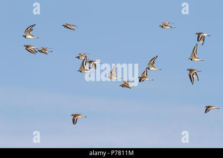 Un gregge di killdeer in volo. Foto Stock