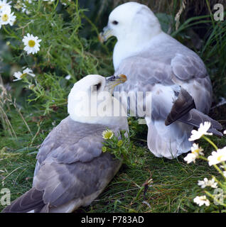 Una coppia di fulmars (Fulmarus glacialis) presso il loro nido su basalto scogliere sul mare nei pressi della RSPB West luce centro di uccello. Isola di Rathlin, Antrim, Nord Foto Stock