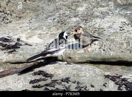 Un adulto pied wagtail (Motacilla alba yarrellii) alimenta un Bambino esigente con invertebrati raccolti sul mare rocce a Ballycastle. Ballycas Foto Stock