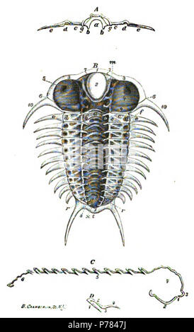 C. D. Walcott: Descrizione della superficie interna del guscio dorsale di Ceraurus pleurexanthemus, verde. Annali del Liceo di Storia Naturale di New York, 11:pl. 11 . 1875 6 Ann. Lycée. Nat. Hist. 11 pl. 11 Foto Stock