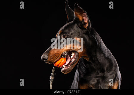 Ritratto di dobermann con un giocattolo palla su sfondo nero Foto Stock