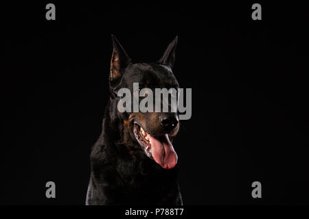 Ritratto di dobermann su sfondo nero. cane addestrato Foto Stock