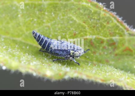 Tramoggia di blu o leafhopper, Sonronius dahlbomi, minuscolo insetto blu Foto Stock