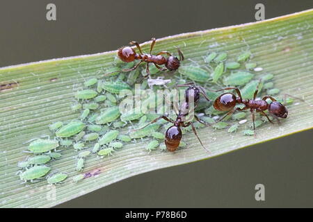 Le formiche imbrancandosi afidi Foto Stock